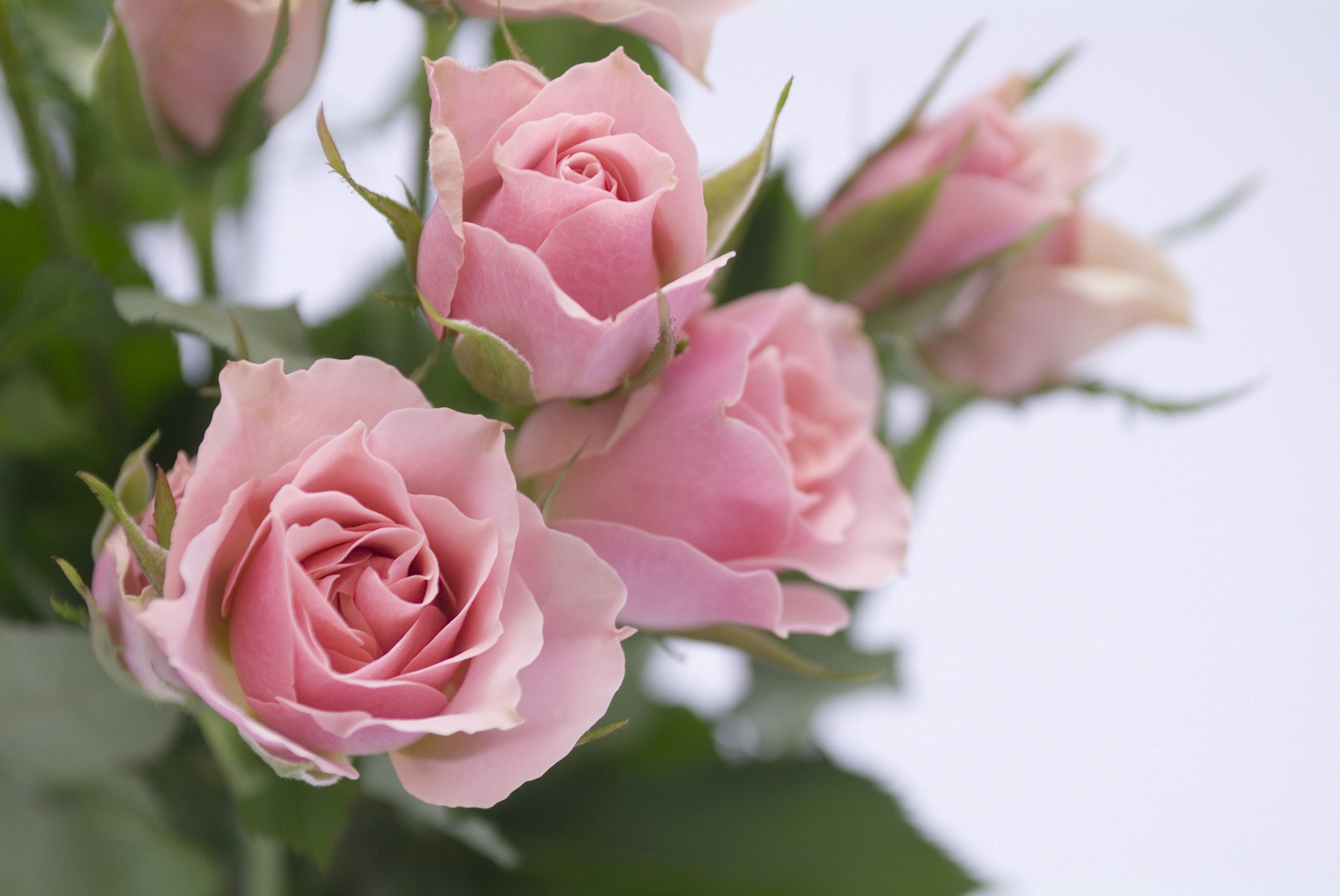 唯美的粉色玫瑰花高清壁纸下载-壁纸图片大全