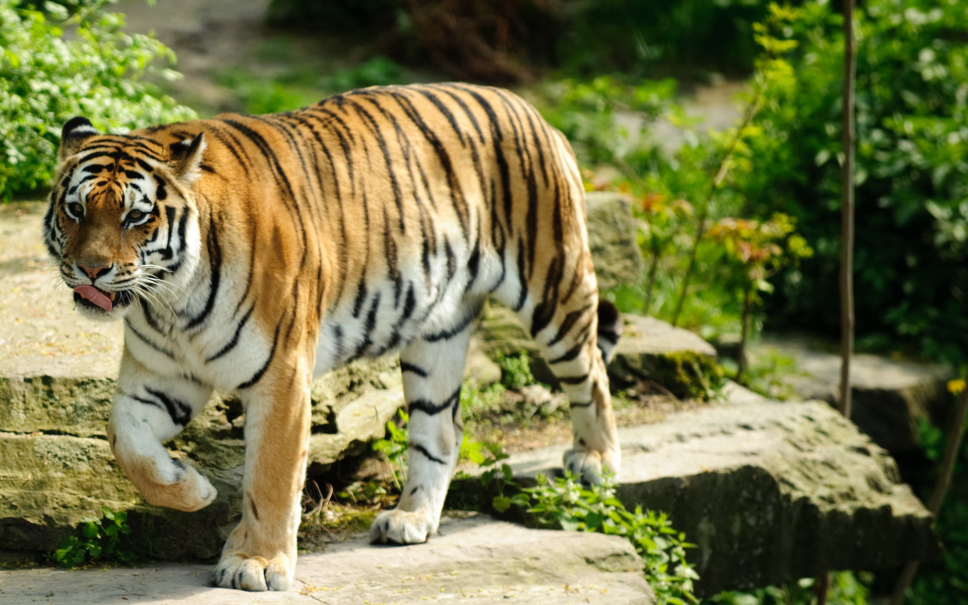 泰国虎豹豺争霸：老虎打架最厉害，生存竞争却输给了豹和豺 - 知乎