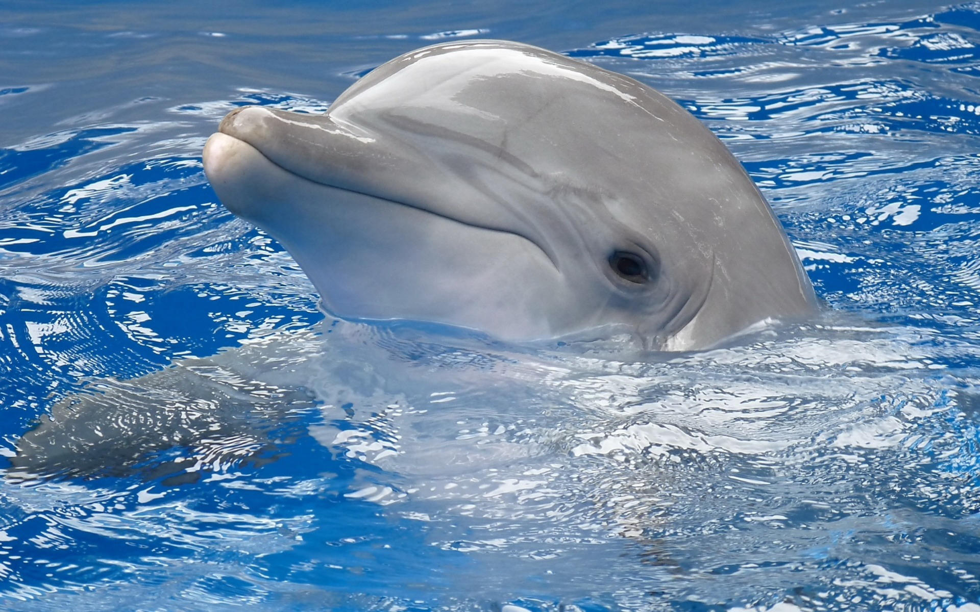 高清晰蓝色漂亮海洋动物摄影壁纸-可爱的海豚