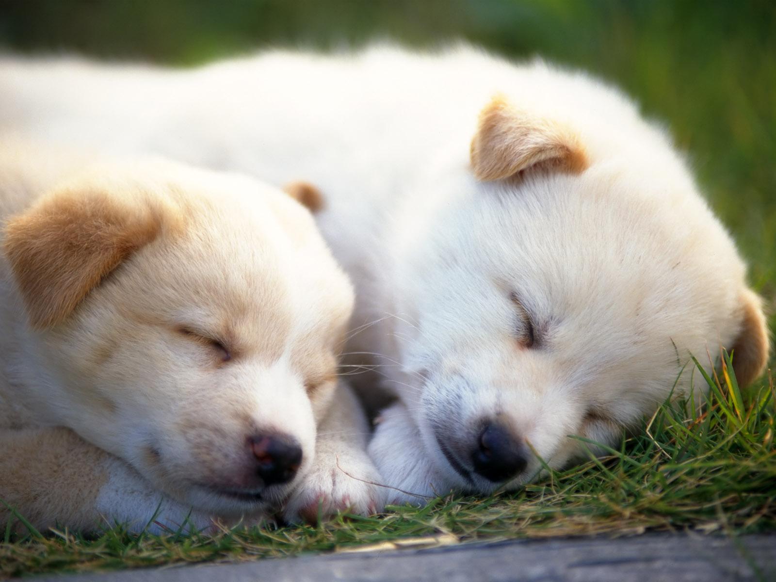 壁纸1280×1024可爱小狗宝宝图片 Lovely Puppy dogs Baby Puppies Photos壁纸,家有幼犬-可爱小狗壁纸 ...