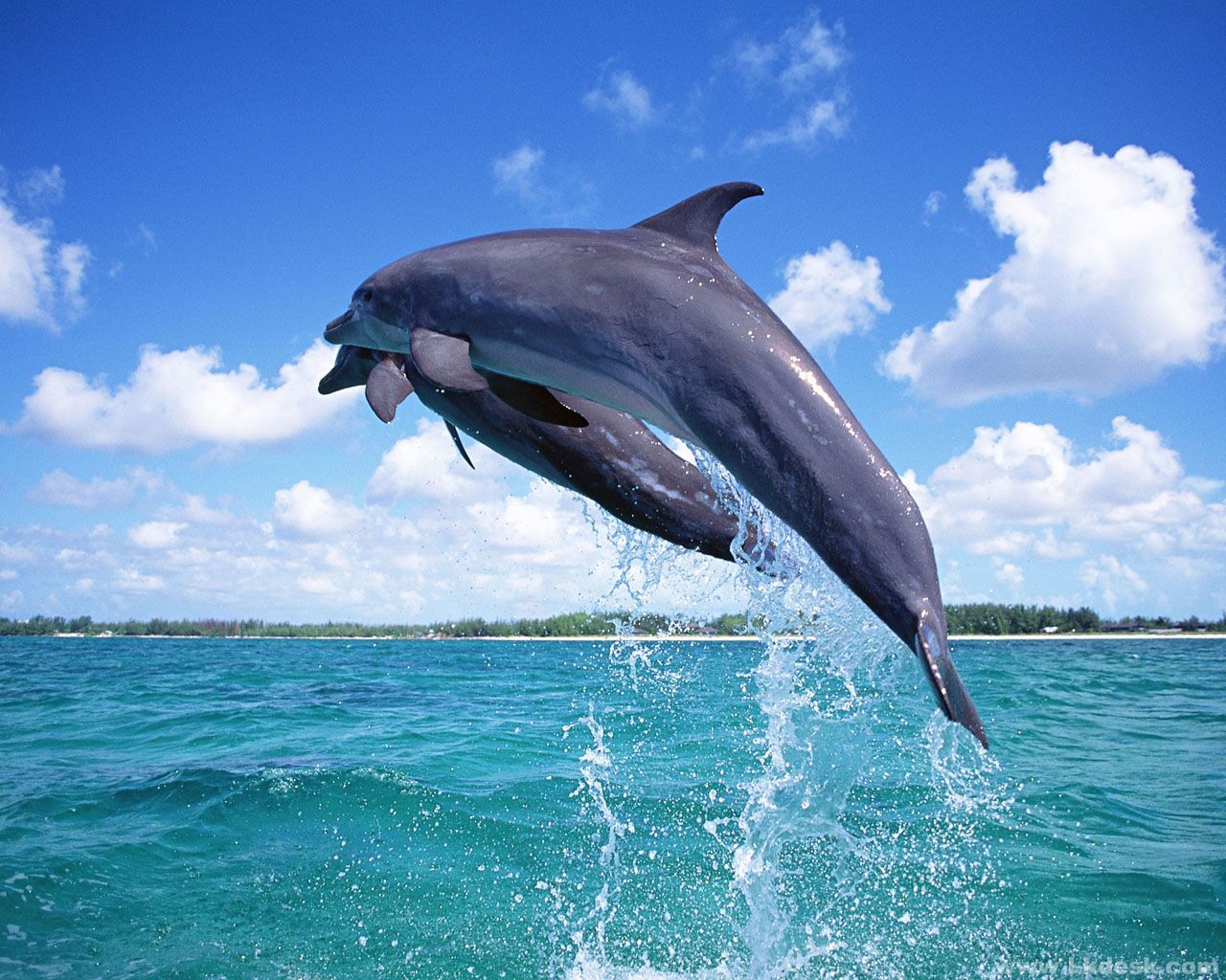 动物课|你知道海豚是世界上最淫乱的动物！可你知道海豚丁丁怎么插进洞洞么？