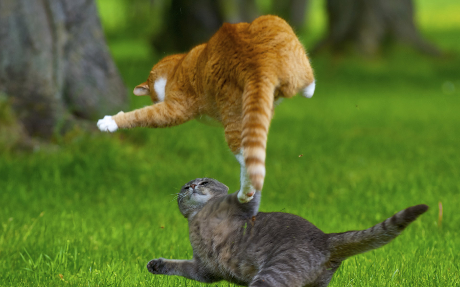 电脑主页 桌面壁纸 类别 动物壁纸 > 调皮猫可爱动物高清壁纸