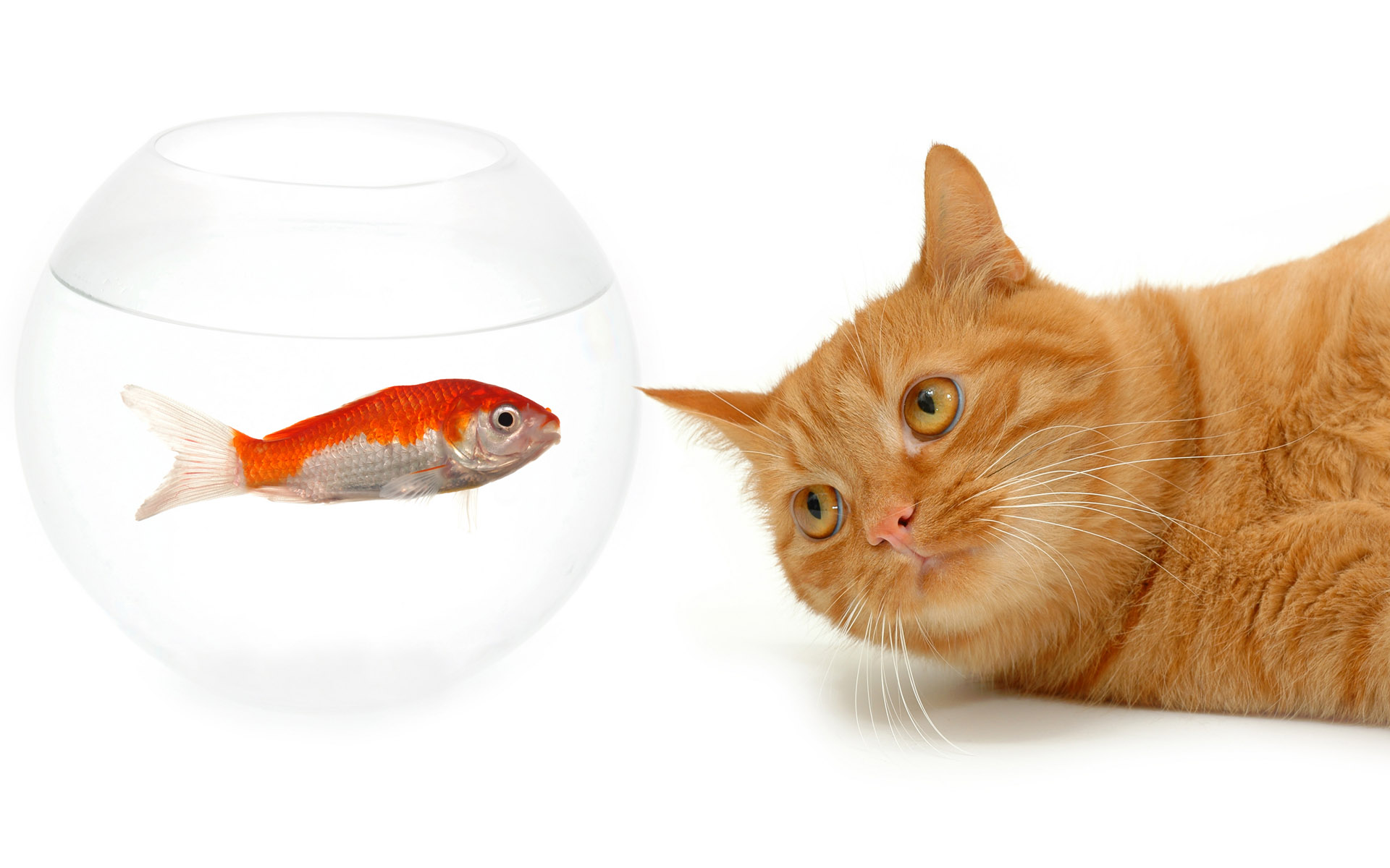 一只小猫趴在鱼缸上面看浴缸里面的金鱼动物素材设计
