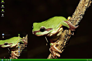 树杆上的树蛙高清动物xp主题