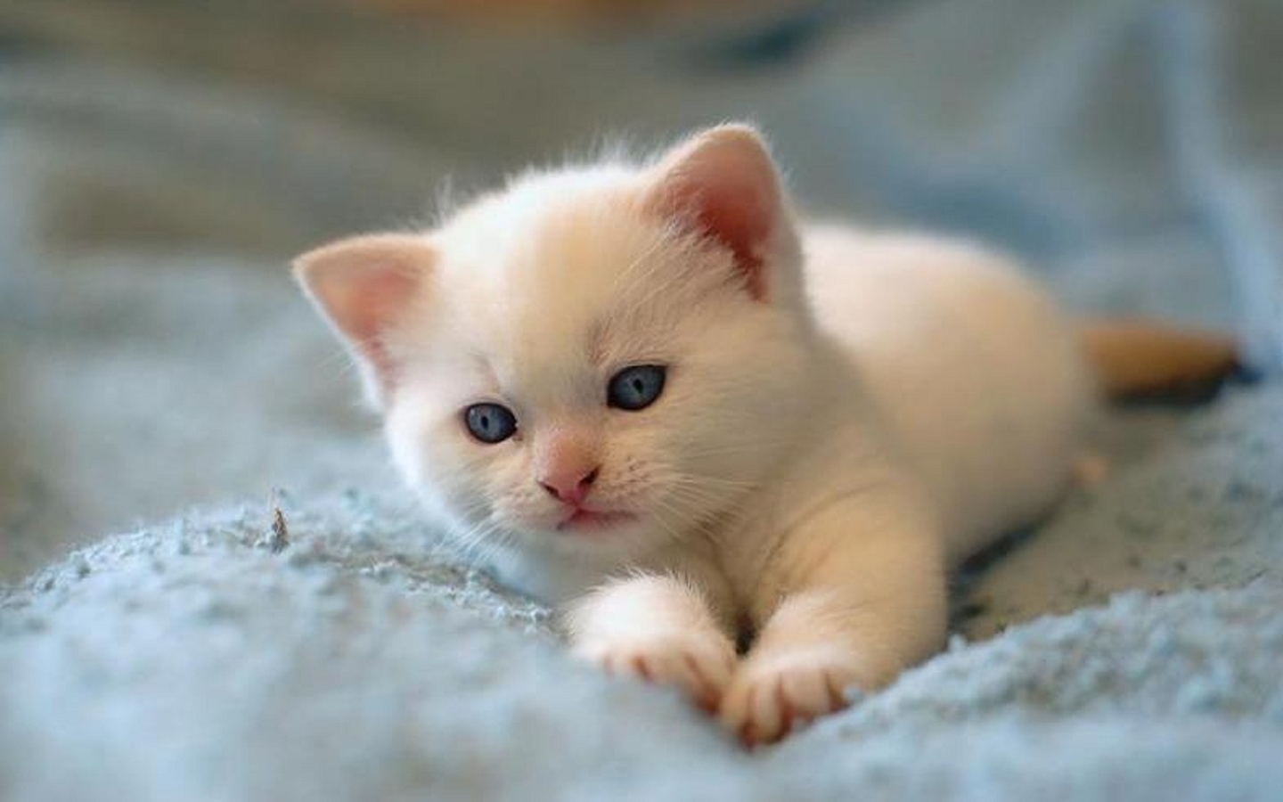 一只慵懒的白色小猫十分可爱宠物