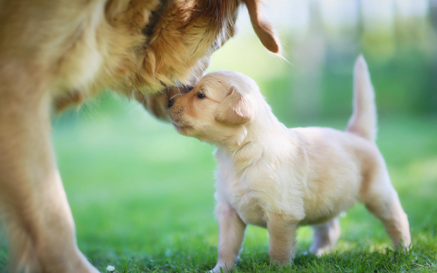 动物的母爱小狗狗吃奶的图片-千叶网