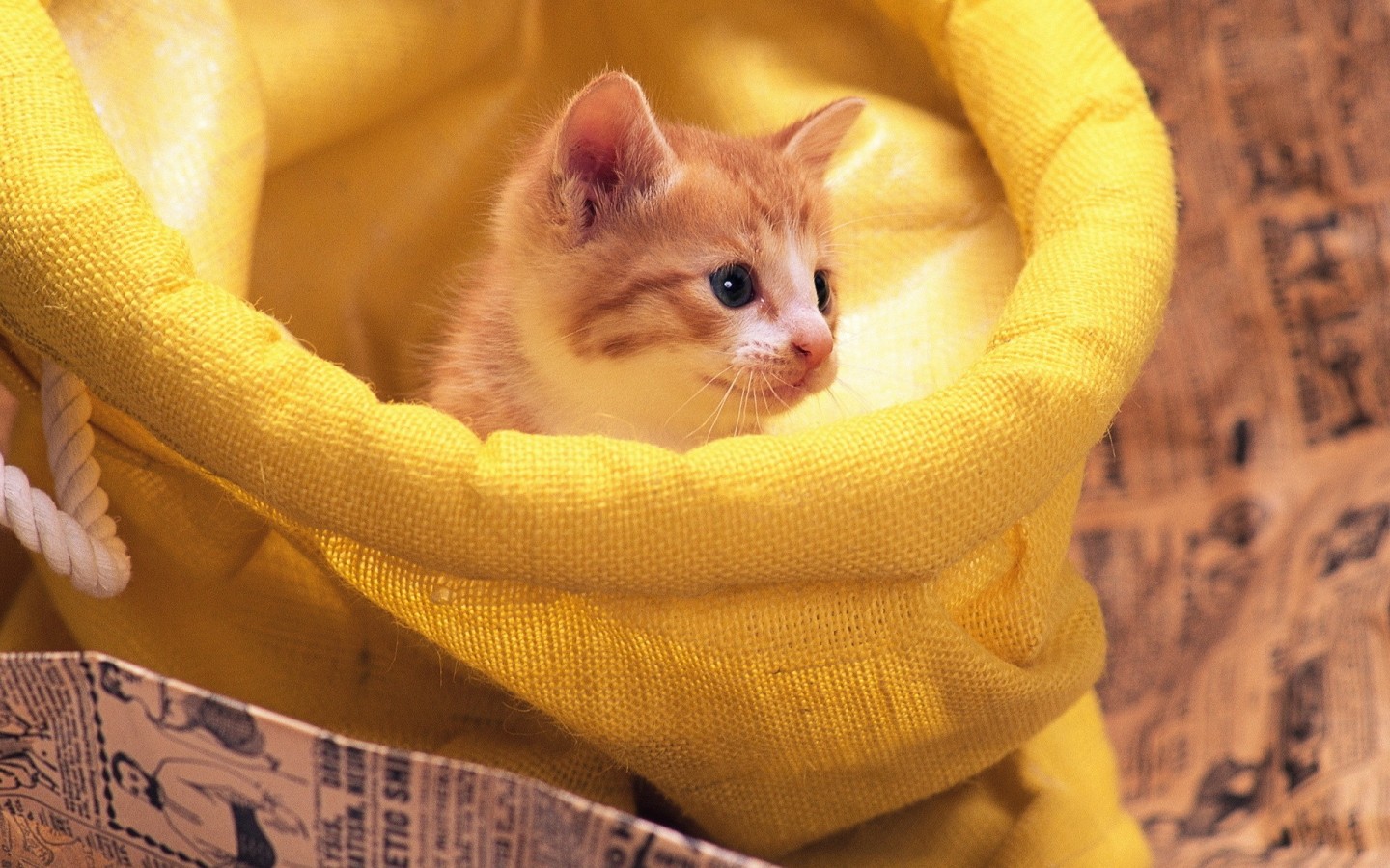 黄色袋子里的可爱猫咪电脑壁纸