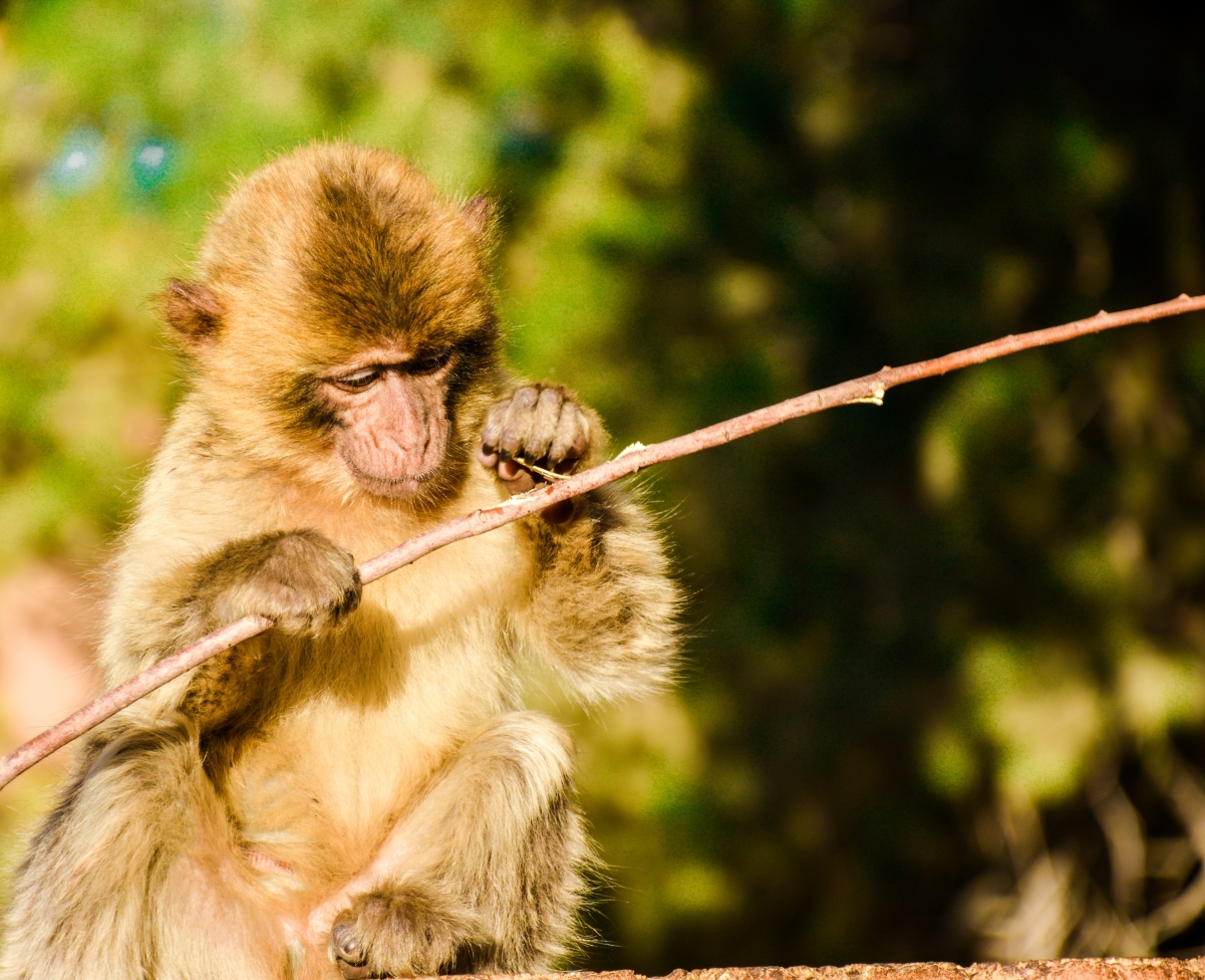 有趣的小猴子：小猴子在练习游泳，主人奖励它美味的迷你小苹果！-小猴子儿童乐园-小猴子儿童乐园-哔哩哔哩视频