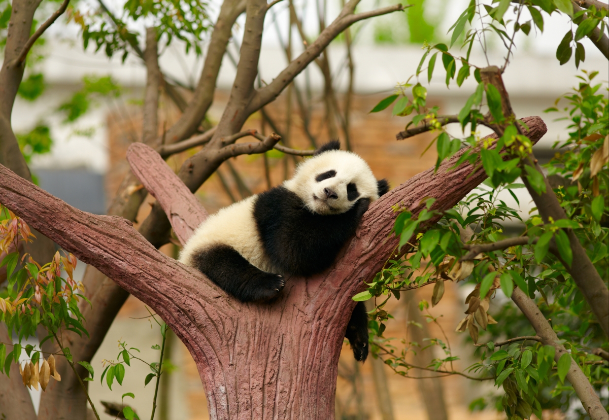 熊猫爬树高清图片下载-正版图片500482717-摄图网