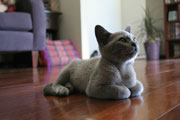 灰色的小猫趴桌面壁纸
