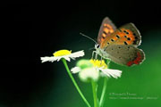 美丽的花蝴蝶近距摄影桌面壁纸