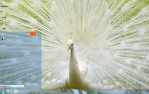  美丽白孔雀开屏可爱桌面主题 