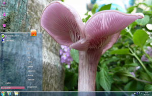 粉色蘑菇高清植物主题