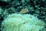 五彩缤纷珊瑚海葵电脑桌面高清壁纸