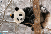  可爱大熊猫高清动物win7主题 