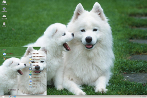 草地上的两只白狗高清动物主题