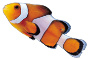 海中的小丑鱼热带鱼高清电脑壁纸