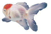 红顶白色的金鱼高清电脑壁纸