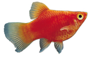  红色的金鱼高清电脑壁纸 