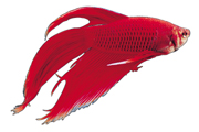 红色的热带鱼高清电脑壁纸