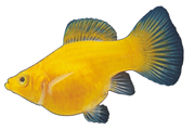 金色孔雀鱼热带鱼高清电脑壁纸