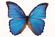 蓝色蝴蝶标本高清电脑壁纸