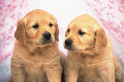 两只金色的导盲犬高清电脑壁纸