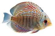 美丽花纹的热带鱼高清电脑壁纸