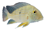 黄色热带鱼高清电脑壁纸