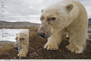 距离北极熊高清动物主题