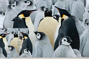  精美北极企鹅高清动物主题 