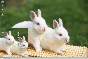 两只小白兔高清动物主题