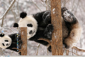  趴在树枝上的大熊猫高清动物主题 