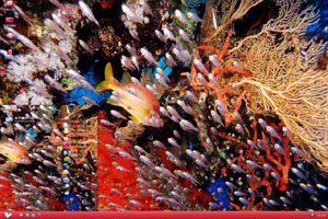  漂亮的珊瑚群热带鱼高清动物主题 