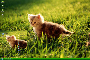  草地上的小猫高清动物xp主题 