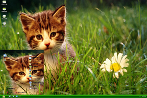  可爱猫咪和小花高清风景主题 