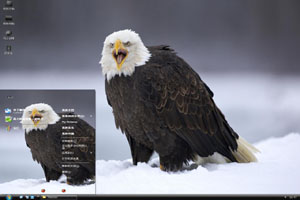  冰雪中的老鹰高清动物主题 
