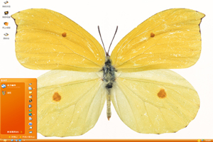 黄色蝴蝶标本高清动物主题