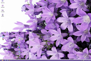 紫色百合花xp主题