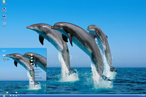  海中跃起的海豚高清动物xp主题 