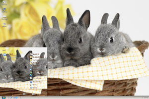 一窝灰色的小兔子高清动物xp主题