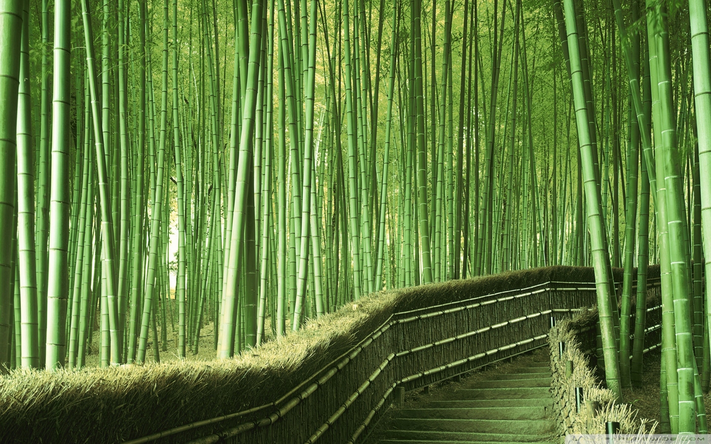  绿色竹林高清壁纸 