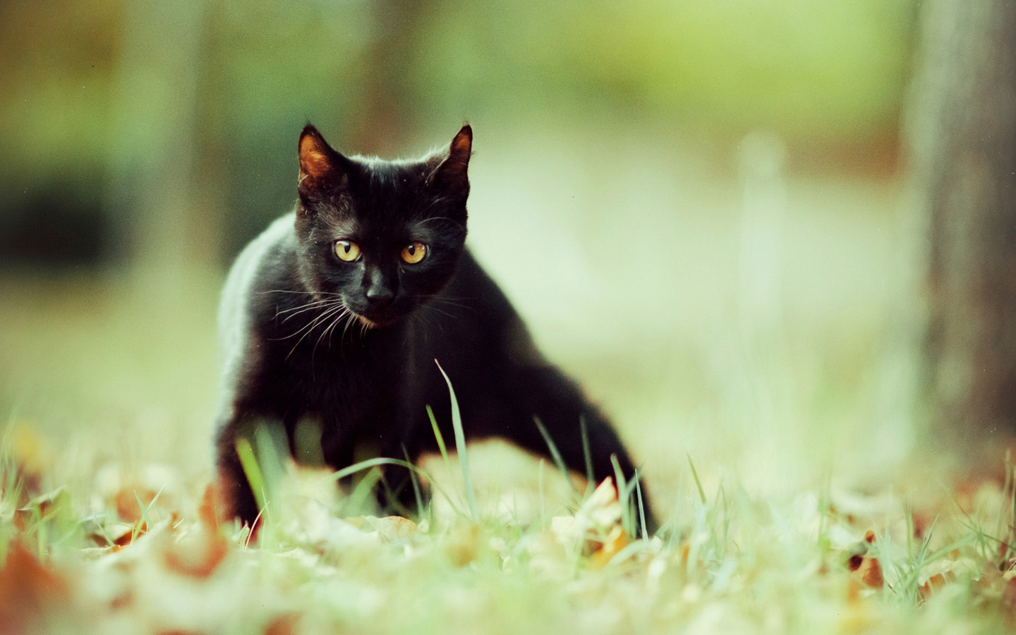  可爱黑猫高清壁纸 