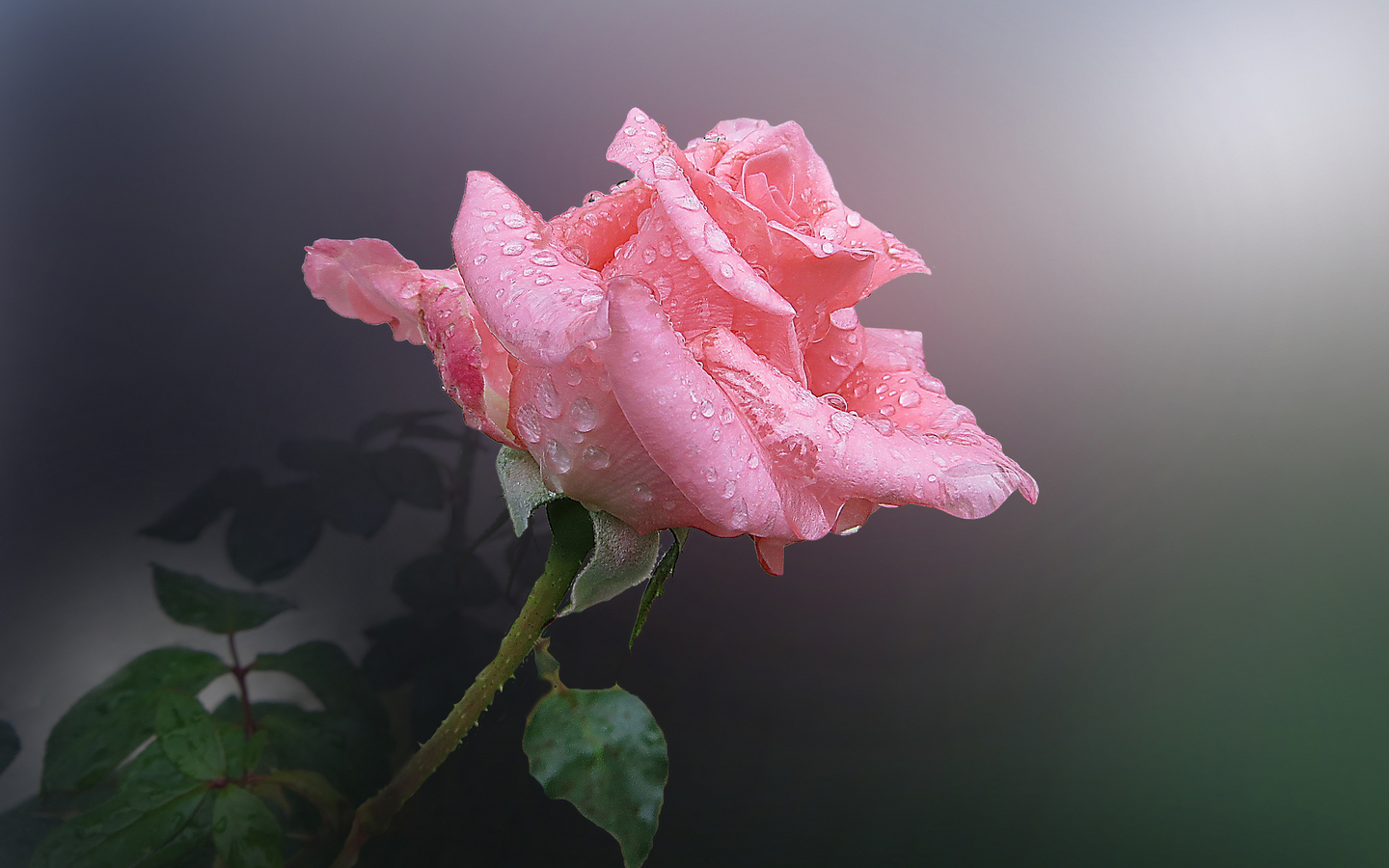  浪漫粉色玫瑰电脑壁纸 