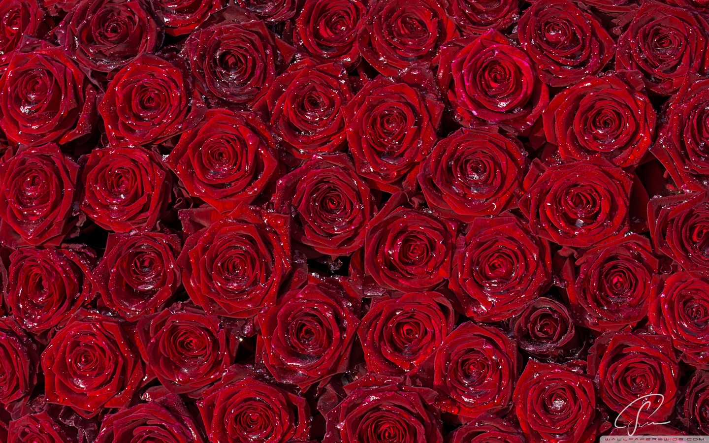  红玫瑰电脑壁纸图片大全 