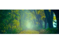 秋天森林树叶秋雾风景壁纸