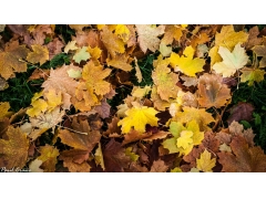  秋天地上的枫树叶4k高清壁纸 