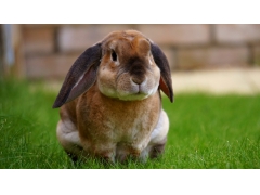  可爱兔子坐在草地上4k壁纸 