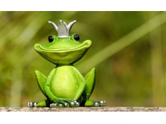  可爱青蛙 乐趣 创意搞笑的动物4k图片 