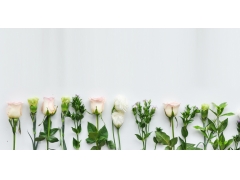  母亲节康乃馨鲜花花束4k背景图片 